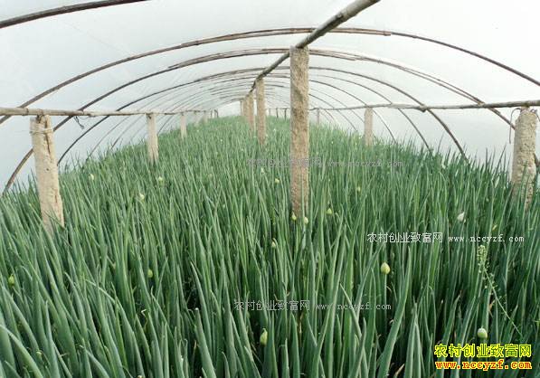 ��������ԭ������׳������ֲ���ĶЧ��4000��Ԫ