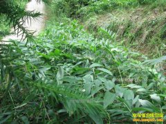 �����������������������ҩ�Ĺ���ƾ�Ч���