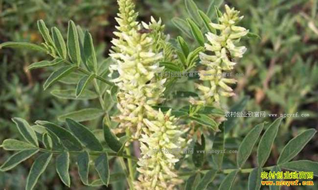 ɽ���ʺ���ֲʲô��ҩ�ģ��ʺ�ɽ����ֲ��20��ҩ��Ʒ��