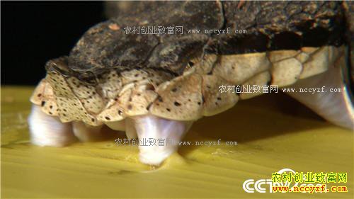 ������黹Ҫ����(20170222)