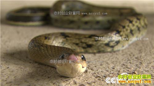 [�¸���]������ˮ����Сƽ����4�괴��ǧ��Ƹ�