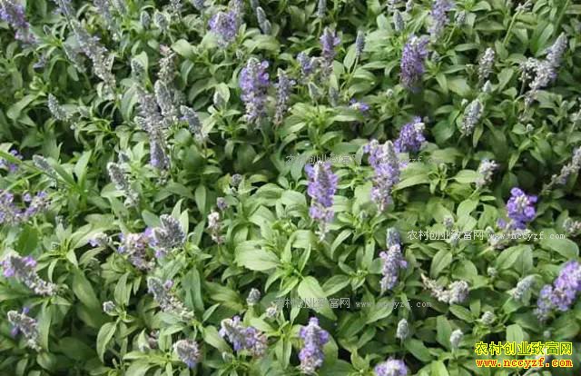 ɽ���ʺ���ֲʲô��ҩ�ģ��ʺ�ɽ����ֲ��20��ҩ��Ʒ��