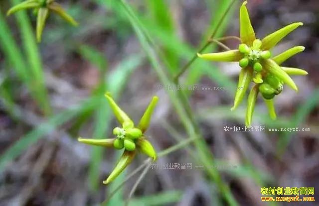 ɽ���ʺ���ֲʲô��ҩ�ģ��ʺ�ɽ����ֲ��20��ҩ��Ʒ��