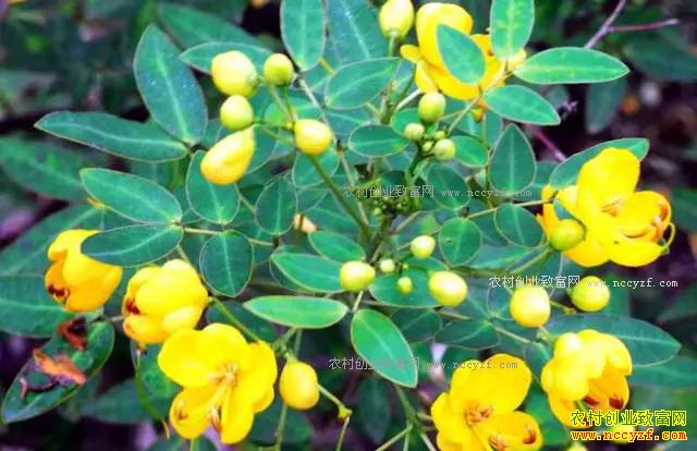 ɽ���ʺ���ֲʲô��ҩ�ģ��ʺ�ɽ����ֲ��20��ҩ��Ʒ��