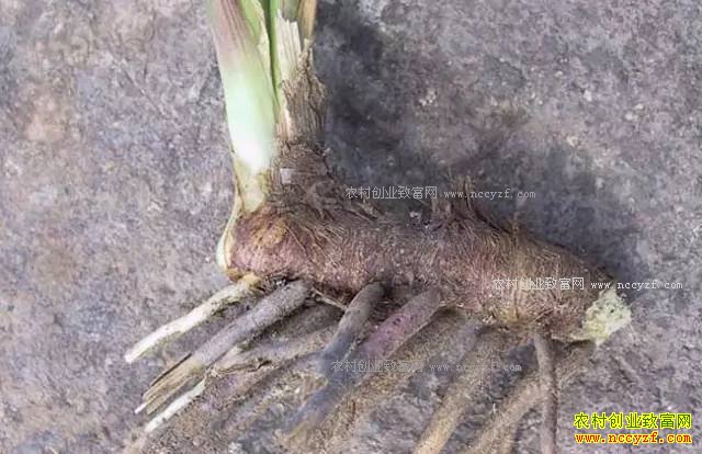 ɽ���ʺ���ֲʲô��ҩ�ģ��ʺ�ɽ����ֲ��20��ҩ��Ʒ��