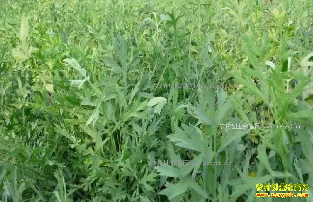 ɽ���ʺ���ֲʲô��ҩ�ģ��ʺ�ɽ����ֲ��20��ҩ��Ʒ��