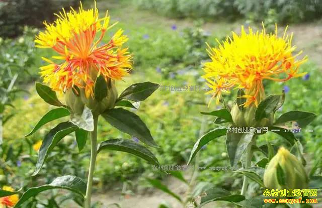 ɽ���ʺ���ֲʲô��ҩ�ģ��ʺ�ɽ����ֲ��20��ҩ��Ʒ��