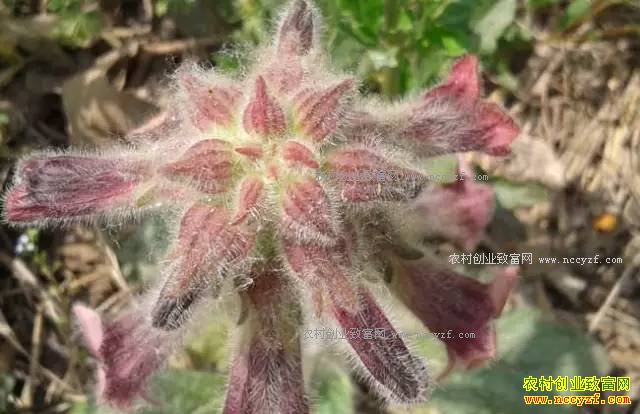 ɽ���ʺ���ֲʲô��ҩ�ģ��ʺ�ɽ����ֲ��20��ҩ��Ʒ��