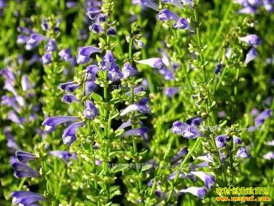 ɽ���ʺ���ֲʲô��ҩ�ģ��ʺ�ɽ����ֲ��20��ҩ��Ʒ��