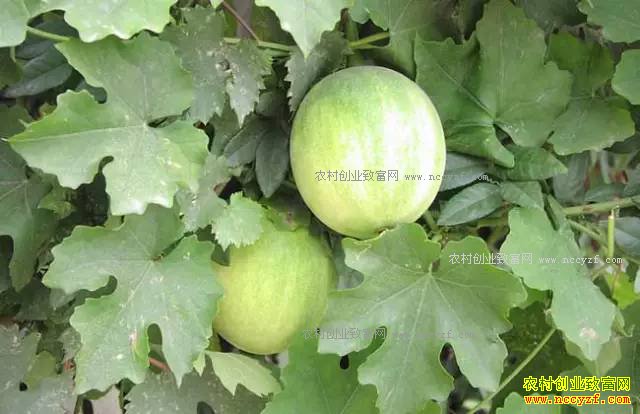 ɽ���ʺ���ֲʲô��ҩ�ģ��ʺ�ɽ����ֲ��20��ҩ��Ʒ��