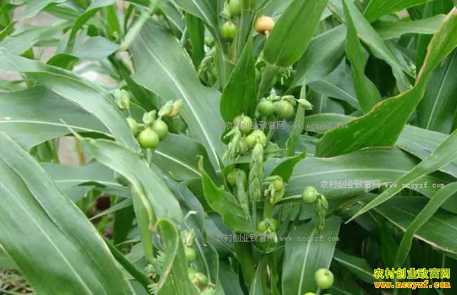 ɽ���ʺ���ֲʲô��ҩ�ģ��ʺ�ɽ����ֲ��20��ҩ��Ʒ��