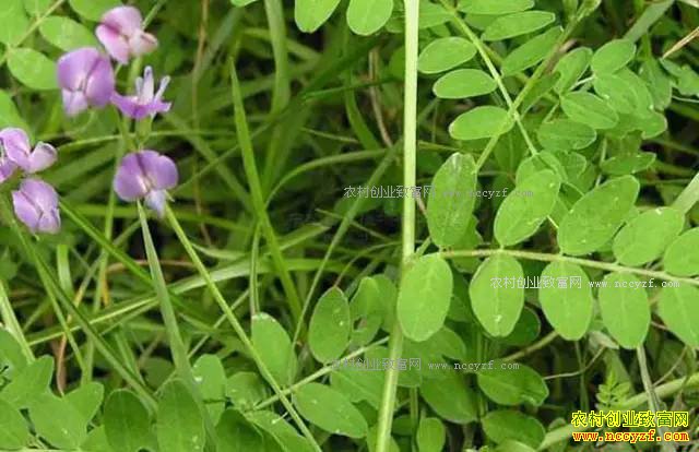 ɽ���ʺ���ֲʲô��ҩ�ģ��ʺ�ɽ����ֲ��20��ҩ��Ʒ��