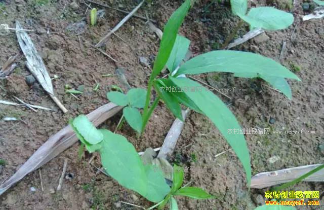 ɽ���ʺ���ֲʲô��ҩ�ģ��ʺ�ɽ����ֲ��20��ҩ��Ʒ��