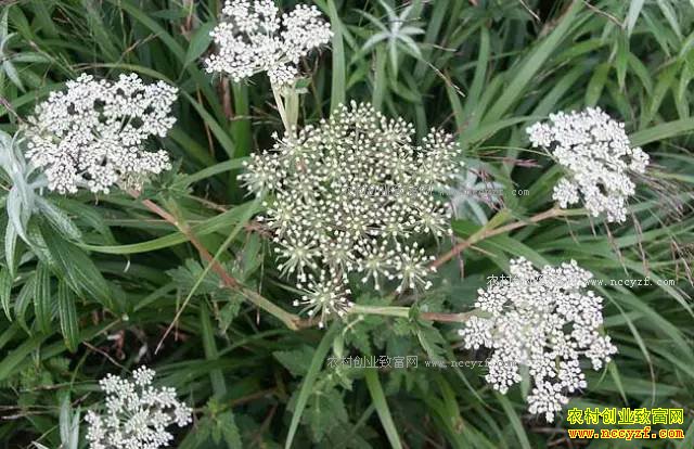 ɽ���ʺ���ֲʲô��ҩ�ģ��ʺ�ɽ����ֲ��20��ҩ��Ʒ��