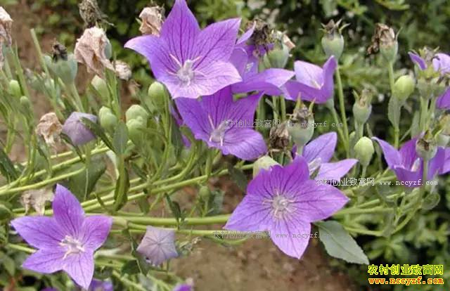 ɽ���ʺ���ֲʲô��ҩ�ģ��ʺ�ɽ����ֲ��20��ҩ��Ʒ��