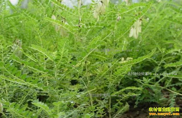 ɽ���ʺ���ֲʲô��ҩ�ģ��ʺ�ɽ����ֲ��20��ҩ��Ʒ��