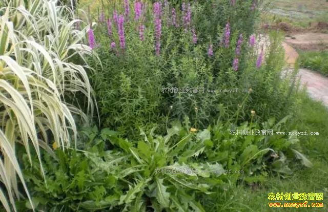 ɽ���ʺ���ֲʲô��ҩ�ģ��ʺ�ɽ����ֲ��20��ҩ��Ʒ��