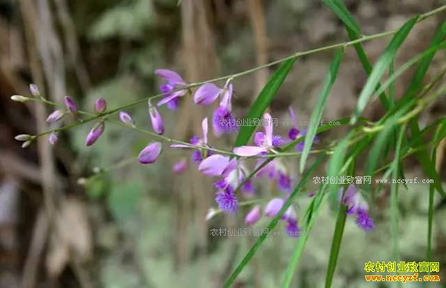 ɽ���ʺ���ֲʲô��ҩ�ģ��ʺ�ɽ����ֲ��20��ҩ��Ʒ��
