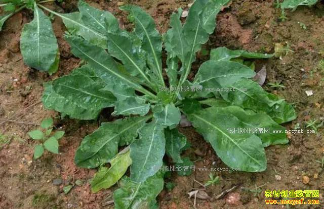 ɽ���ʺ���ֲʲô��ҩ�ģ��ʺ�ɽ����ֲ��20��ҩ��Ʒ��