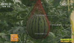 [ũ�����]�紺����������ֲ���༼����Ƶ