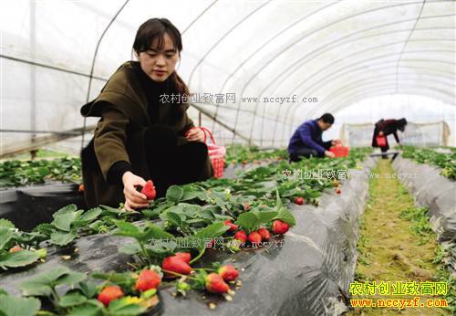 ���챱������ʥ�������ֲ��ݮ��ũ���¸�����Ŀ