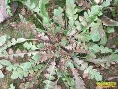 ������ֲ���ˣ�������ֲ����Ҫ��