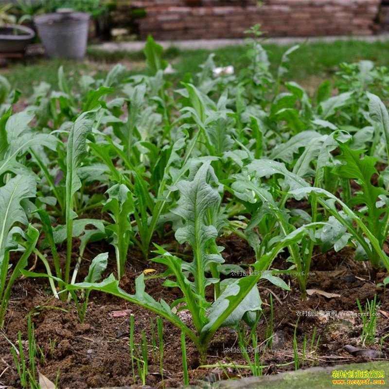 �����人�����ѻ�����Ұ����׬50��