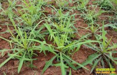 Ұ���г���δ���� ��ģ��ֲҰ�˷��ղ��ݺ���