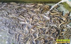 ͥԺ������ֳ����Ҫ�㼰��ֳЧ��