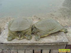 ����᯹��س¹�����ֳ��̬��������50����Ԫ