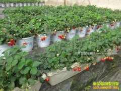 ����̩��������̬��ֲ��ݮЧ��� ˢ������Ȧ