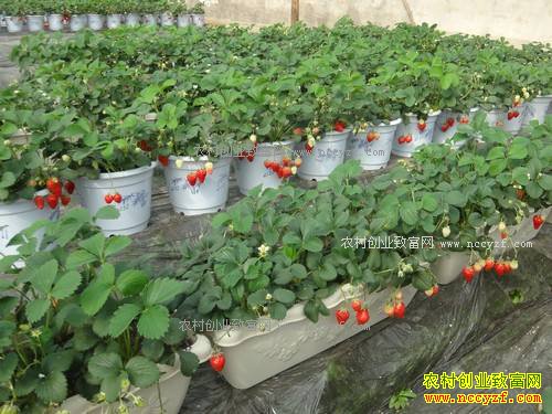 ����̩��������̬��ֲ��ݮЧ��� ˢ������Ȧ