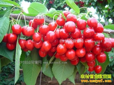 ����Ӫ��������ֲ������ֲӣ�� Ķ���ɴ�15000��