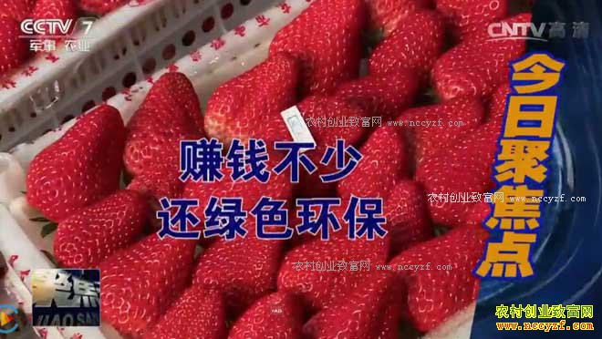 [�۽���ũ]�������ۺ�������������ֲ�ݮ��׬Ǯ