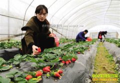 ���챱������ʥ�������ֲ��ݮ��ũ���¸�����Ŀ