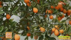 [ÿ��ũ��]����������԰԰�Ľ��Խ��Խ��Ϊ�İ�