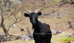 [ÿ��ũ��]�����佭����ֳŬ���Ǻ�ɽ���ũ���¸�����Ŀ