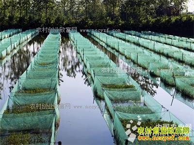 ���������ܽ�����̬������300��Ķ���ֵ��ǧ����