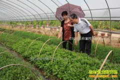 [ÿ��ũ��]Ұ�˼��ϣ���ЩҰ��Ʒ�ֿ�����ֲ