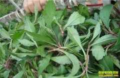 93��Ʒ�ֵ�Ұ����ֲʱ�䡢�������ڡ�Ķ�����͹�Ч