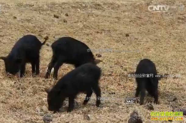 [�Ƽ�Է]�Ĵ���ʤ������ǿС¥����ֳ����������ǧ��