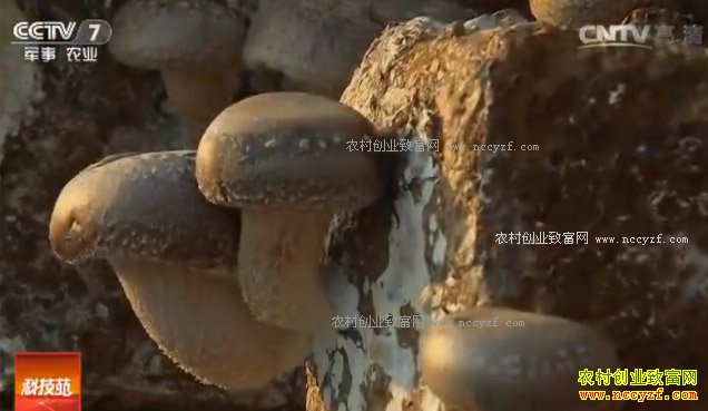 [�Ƽ�Է]�㹽������������ 20170220