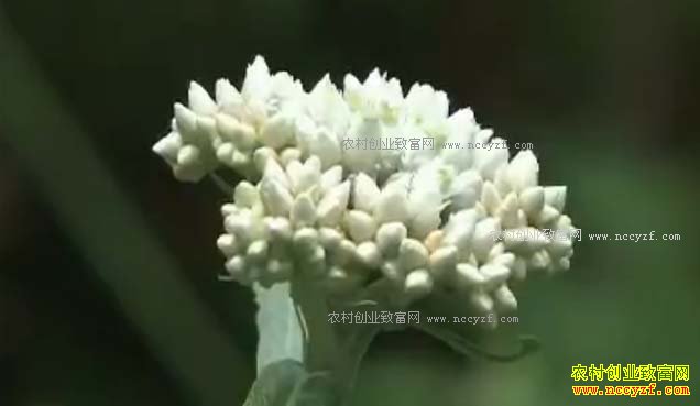 [�Ƽ�Է]��������Ů������������ĵ���Ŀ�����