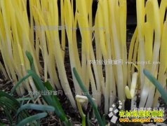 �ӱ�������������ֲ�ƾ��辰Ч���