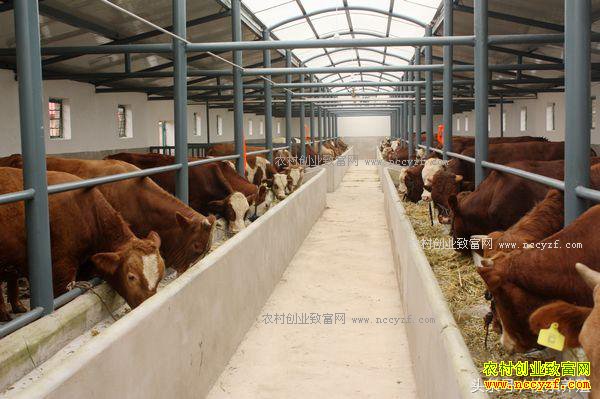 ������ţ׬Ǯ��2017����ţ�۸�����Ԥ�⼰��ţǰ������