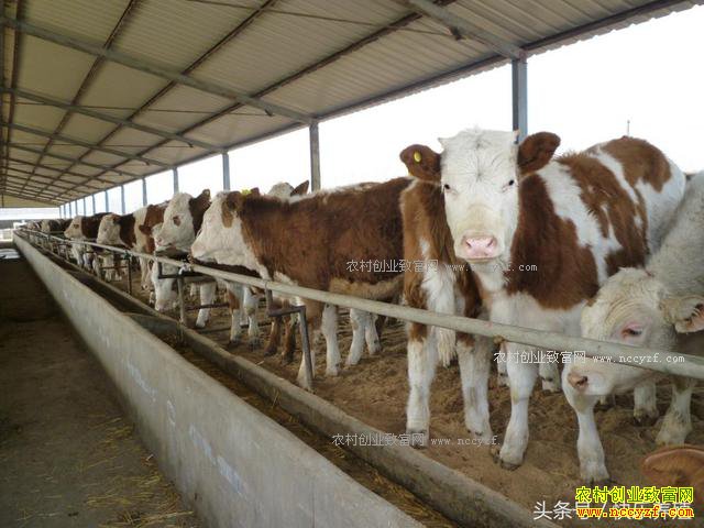 ������ţ׬Ǯ��2017����ţ�۸�����Ԥ�⼰��ţǰ������