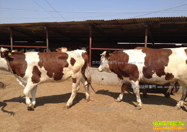 ��ֳ200ͷţһ��׬����Ǯ��200ͷ��ţ��ֳ�ɱ����������