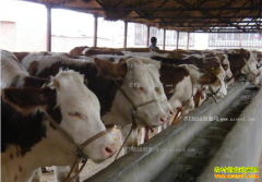 ��ֳ200ͷţһ��׬����Ǯ��200ͷ��ţ��ֳ�ɱ����������