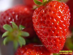 2017���ݮ�۸�����ߵ� �۸����ǰ�µ�һ��