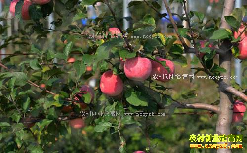 2017��ɽ��ʡ�ص������Щũ���¸���Ŀ��